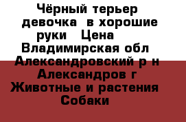 Чёрный терьер (девочка) в хорошие руки › Цена ­ 5 - Владимирская обл., Александровский р-н, Александров г. Животные и растения » Собаки   